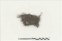 藏品(耳葉蘚屬)的圖片